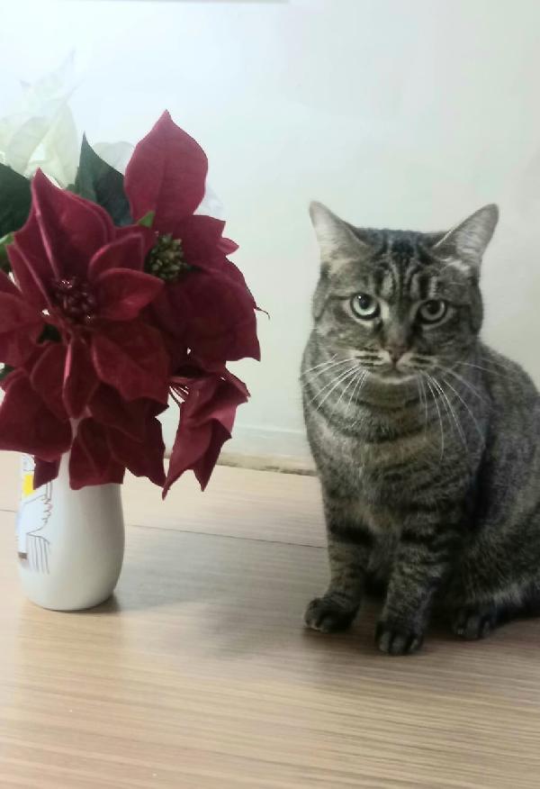 Marina, bella micia tricolore Foto 4